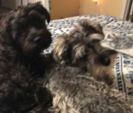 Lost Dog Aberdeen